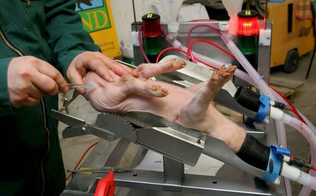 Thüringen will die Schweinezüchter animieren, vor Januar 2021 die betäubungslose Ferkelkastration einzustellen. Thüringen will die Schweinezüchter animieren, vor Januar 2021 die betäubungslose Ferkelkastration einzustellen.
