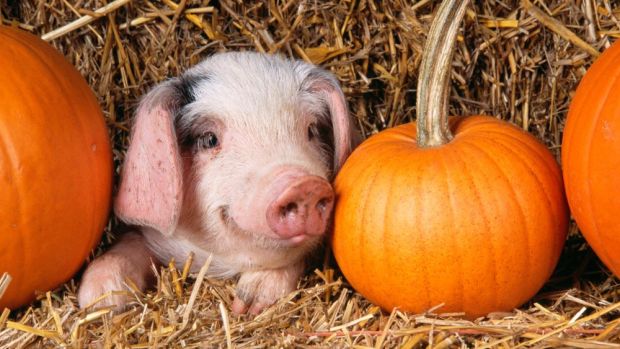 Idylle contra Realität – PETA nutzt Halloween, um daran zu erinnern, dass für die Fleischproduktion Tiere getötet werden. Idylle contra Realität – PETA nutzt Halloween, um daran zu erinnern, dass für die Fleischproduktion Tiere getötet werden.