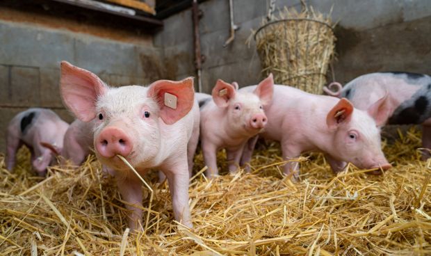 Die Immunokastration ist aus Sicht von Tierärzten und Tierschützern die tierschutzgerechteste Alternative, denn sie erspart den Ferkeln einen chirurgischen Eingriff. Die Immunokastration ist aus Sicht von Tierärzten und Tierschützern die tierschutzgerechteste Alternative, denn sie erspart den Ferkeln einen chirurgischen Eingriff.
