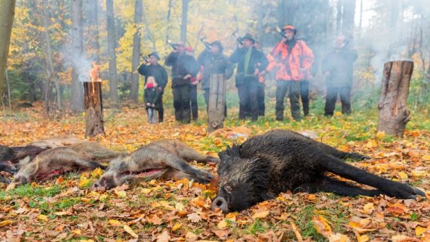 Die Jagd auf Wildschweine soll weiter erleichtert werden. Die Jagd auf Wildschweine soll weiter erleichtert werden.