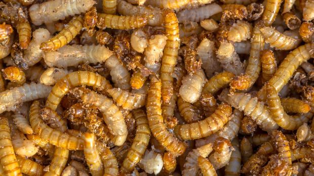 Ein Schwerpunkt der Eiweißstrategie soll die Nutzung von Insekten für die Fütterung von Nutztieren sein. Ein Schwerpunkt der Eiweißstrategie soll die Nutzung von Insekten für die Fütterung von Nutztieren sein.