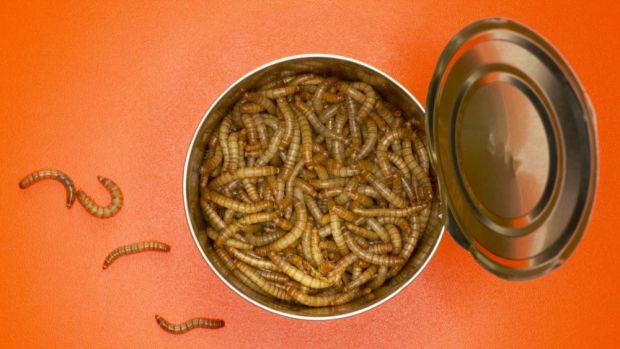 Die Hauptkomponenten der Larven des gelben Mehlwurms sind Protein, Fett sowie das Polysaccharid Chitin. Die Hauptkomponenten der Larven des gelben Mehlwurms sind Protein, Fett sowie das Polysaccharid Chitin.