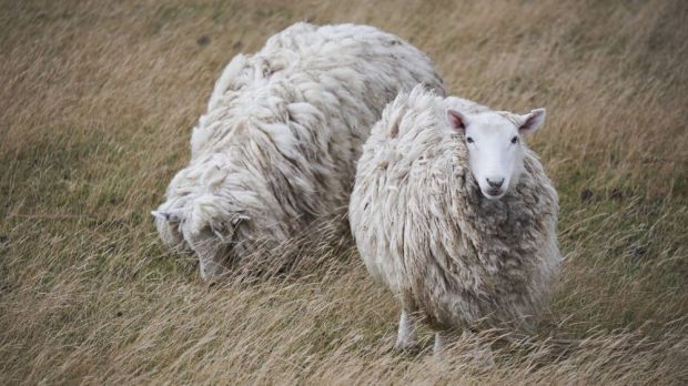 Bei Wolle sorgen hohe Bestände und eine schwache internationale Nachfrage für einen Einbruch der Exporterlöse. Bei Wolle sorgen hohe Bestände und eine schwache internationale Nachfrage für einen Einbruch der Exporterlöse.