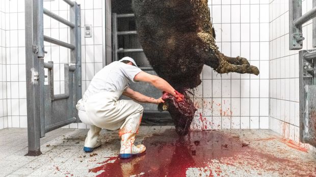 Unmittelbar nach der Betäubung muss der Tod durch unmittelbaren Blutverlust schnellstmöglich eintreten. Unmittelbar nach der Betäubung muss der Tod durch unmittelbaren Blutverlust schnellstmöglich eintreten.