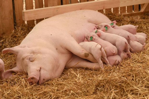 Landwirte wollen wissen, wie Sauen in Zukunft gehalten werden sollen. Landwirte wollen wissen, wie Sauen in Zukunft gehalten werden sollen.