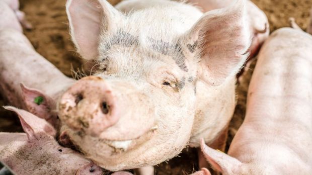 In Österreich hat die Schweinebranche durch die Corona-Krise dramatische Verluste bei den Erlösen erlitten. In Österreich hat die Schweinebranche durch die Corona-Krise dramatische Verluste bei den Erlösen erlitten.