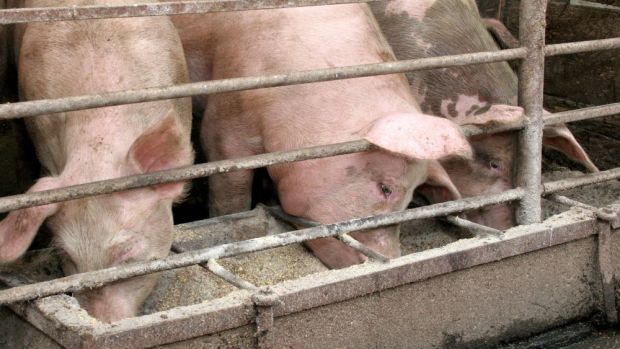 Die Verfütterung von aus Schweinen und Geflügel gewonnenem Protein unterliege dagegen weltweit keinen Beschränkungen - nur in der EU. Die Verfütterung von aus Schweinen und Geflügel gewonnenem Protein unterliege dagegen weltweit keinen Beschränkungen - nur in der EU.