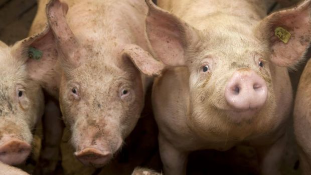 In Spanien hat das Schweineangebot bei sehr hohen Sommertemperaturen abgenommen. In Spanien hat das Schweineangebot bei sehr hohen Sommertemperaturen abgenommen.