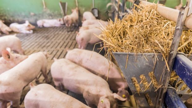 Viele Schweinemäster sehen die Chance, ihr Engagement für Tierwohl nachhaltig im Markt zu etablieren. Viele Schweinemäster sehen die Chance, ihr Engagement für Tierwohl nachhaltig im Markt zu etablieren.