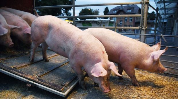 Neue Betäubungsmethoden sollen den Stress bei der Schlachtung reduzieren. Neue Betäubungsmethoden sollen den Stress bei der Schlachtung reduzieren.