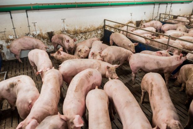 Die Landwirte sollten künftig Platzreserven vorhalten. Die Landwirte sollten künftig Platzreserven vorhalten.