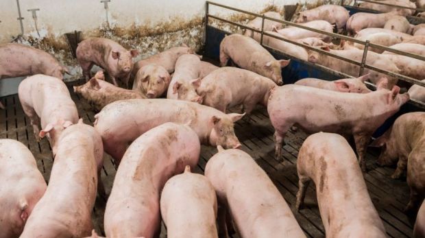 Das saisonal steigende Angebot an Schlachtschweinen verschärft die Probleme auf dem Markt. Das saisonal steigende Angebot an Schlachtschweinen verschärft die Probleme auf dem Markt.