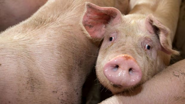 Mäster in Deutschland versuchen, ihre Tiere so schnell wie möglich zu vermarkten, weil sie einen weiteren Preisrückgang fürchten. Mäster in Deutschland versuchen, ihre Tiere so schnell wie möglich zu vermarkten, weil sie einen weiteren Preisrückgang fürchten.
