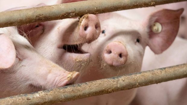 In Deutschland ist der Schweinestau weiter angewachsen. In Deutschland ist der Schweinestau weiter angewachsen.