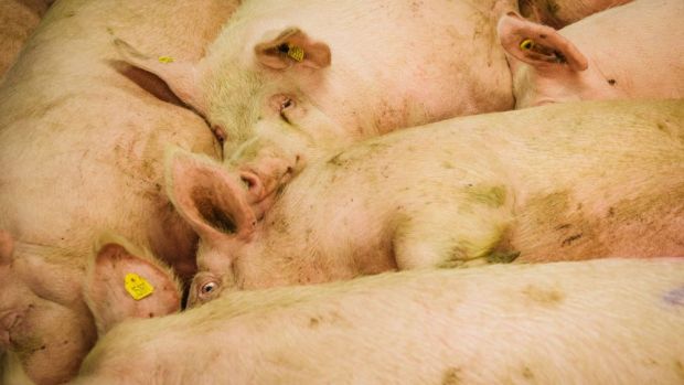 Eine temporäre Stilllegung von Schlachtbetrieben, der Lockdown von Gaststätten und Hotels und der Wegfall öffentlicher Veranstaltungen sind Hauptursachen des Schweinestaus. Eine temporäre Stilllegung von Schlachtbetrieben, der Lockdown von Gaststätten und Hotels und der Wegfall öffentlicher Veranstaltungen sind Hauptursachen des Schweinestaus.