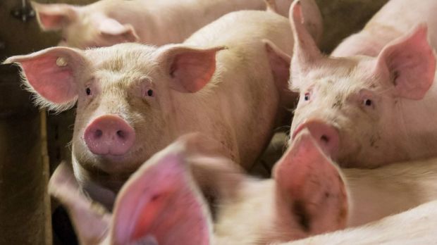 Die fast 70 betroffenen Schweinehalter in der ehemaligen Infektionszone dürfen die Ställe nun wieder belegen. (Archivbild) Die fast 70 betroffenen Schweinehalter in der ehemaligen Infektionszone dürfen die Ställe nun wieder belegen. (Archivbild)