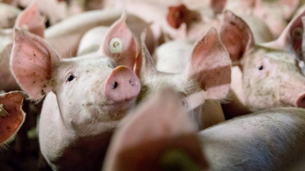 Vorgesehen ist ein Mindestabgabepreis für die Tierart, der sich an den Produktionskosten orientiert. Vorgesehen ist ein Mindestabgabepreis für die Tierart, der sich an den Produktionskosten orientiert.