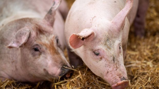 Durch die Teilnahme am Früherkennungsprogramm können Schweinehalter im Seuchenfall bei der Vermarktung ihrer Tiere Zeit und Geld sparen. Durch die Teilnahme am Früherkennungsprogramm können Schweinehalter im Seuchenfall bei der Vermarktung ihrer Tiere Zeit und Geld sparen.