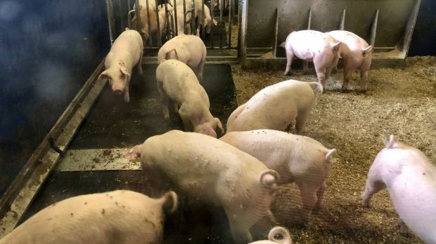 Schweinehalter außerhalb des gefährdeten Gebietes können ihre Tiere weiter vermarkten. Schweinehalter außerhalb des gefährdeten Gebietes können ihre Tiere weiter vermarkten.