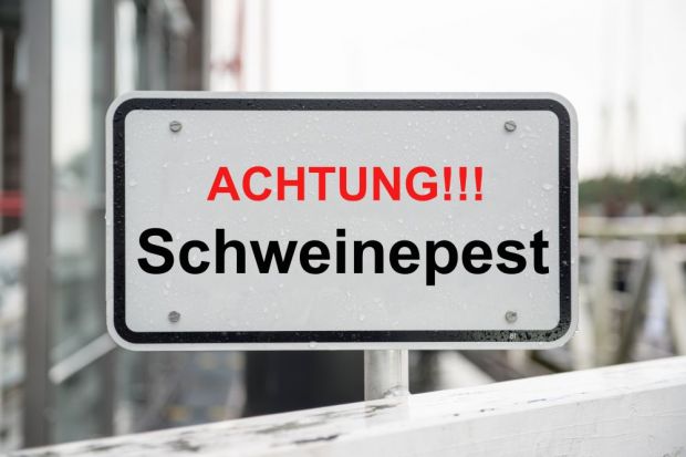 Die Afrikanische Schweinepest ist eine Bedrohung für die Fleischbranche in Deutschland. Die Afrikanische Schweinepest ist eine Bedrohung für die Fleischbranche in Deutschland.