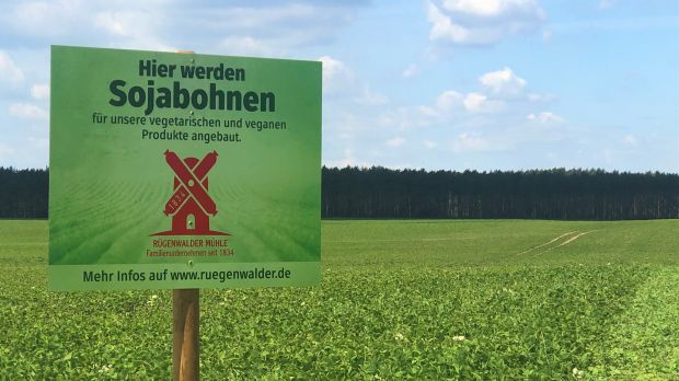Die Sojojabohnen dienen als Rohstoff für die fleischfreien Wurstpordukte der Rügenwalder Mühle. Die Sojojabohnen dienen als Rohstoff für die fleischfreien Wurstpordukte der Rügenwalder Mühle.