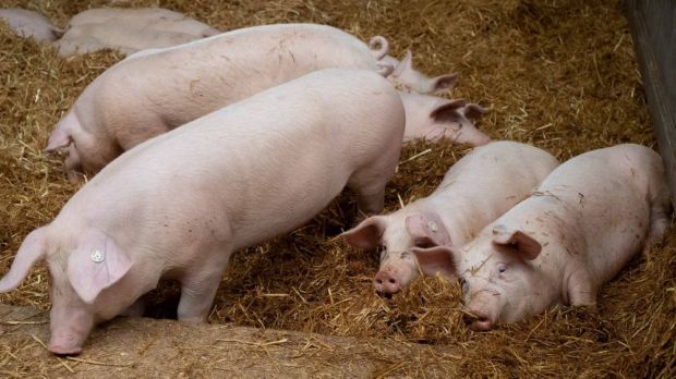 Weniger Tiere und deutlich mehr Platz pro Tier nennt die SPD als zentrale Ziele. Weniger Tiere und deutlich mehr Platz pro Tier nennt die SPD als zentrale Ziele.