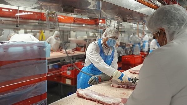Höhere Kapazitäten in der Zerlegung ermöglichen eine größere Zahl von Schweineschlachtungen. Höhere Kapazitäten in der Zerlegung ermöglichen eine größere Zahl von Schweineschlachtungen.