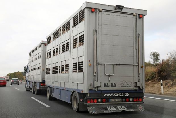 In den kommenden beiden Wochen will Tönnies überschwere Schweine aus den Ställen abholen. In den kommenden beiden Wochen will Tönnies überschwere Schweine aus den Ställen abholen.