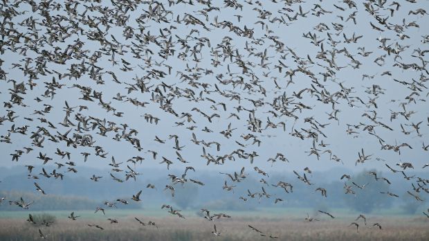 Die seit vergangenem Freitag gilt landesweit eine Aufstallungspflicht für Nutzgeflügel, weil in den Niederlanden die Geflügelpest bei infizierten Wildvögeln nachgewiesen wurde. Die seit vergangenem Freitag gilt landesweit eine Aufstallungspflicht für Nutzgeflügel, weil in den Niederlanden die Geflügelpest bei infizierten Wildvögeln nachgewiesen wurde.
