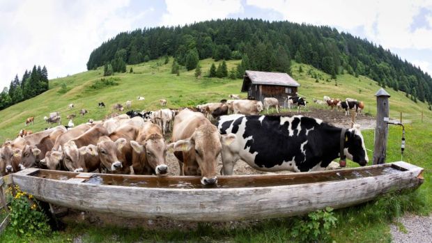 In Österreich sollen einheitliche Regelungen für die Schlachtung im gewohnten Lebensumfeld der Nutztiere gefunden werden. In Österreich sollen einheitliche Regelungen für die Schlachtung im gewohnten Lebensumfeld der Nutztiere gefunden werden.