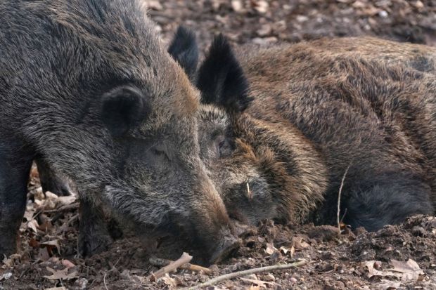 Im August 2019 wurde in Belgien der letzte frische Kadaver eines Wildschweins gefunden, dass mit dem Virus der Afrikanischen Schweinepest infiziert war, Im August 2019 wurde in Belgien der letzte frische Kadaver eines Wildschweins gefunden, dass mit dem Virus der Afrikanischen Schweinepest infiziert war,