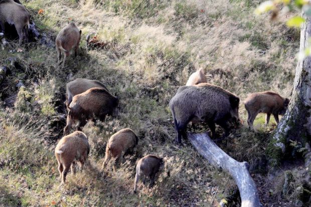 Deutschland argumentiert, dass bisher nur Wildschweine von der ASP betroffen sind. Deutschland argumentiert, dass bisher nur Wildschweine von der ASP betroffen sind.