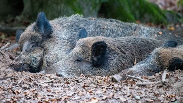 Trotz der konsequenten Schutzmaßnahmen steht Tschechien in China und Japan weiterhin auf der Liste der wegen ASP gesperrten Länder. Trotz der konsequenten Schutzmaßnahmen steht Tschechien in China und Japan weiterhin auf der Liste der wegen ASP gesperrten Länder.