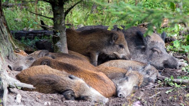 Seit dem Jahresbeginn sind in Polen 5.700 verendete Wildschweine gefunden worden, die mit dem ASP-Virus infiziert waren. Seit dem Jahresbeginn sind in Polen 5.700 verendete Wildschweine gefunden worden, die mit dem ASP-Virus infiziert waren.