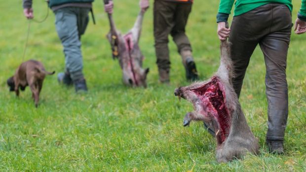 Umstritten ist, ob Wildschweine auch in Schutzgebieten bejagt werden sollen. Umstritten ist, ob Wildschweine auch in Schutzgebieten bejagt werden sollen.