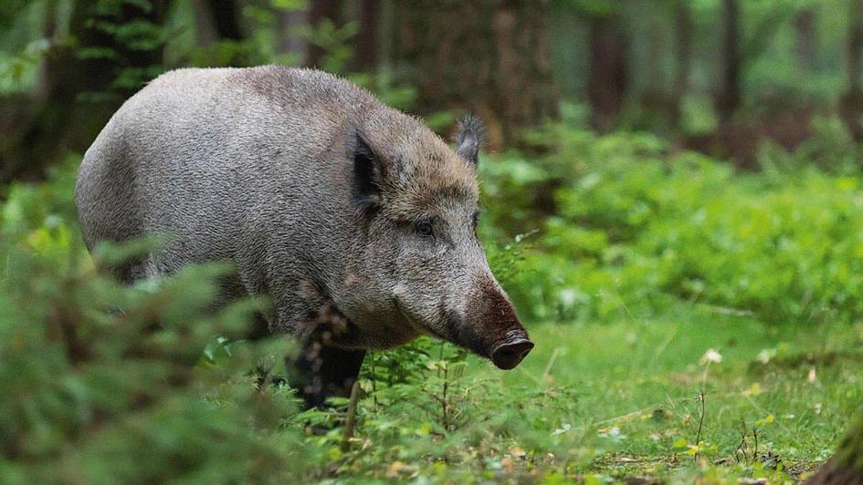 Wild & Jagd: Beim Wild ist die regionale Herkunft entscheidend